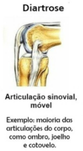 Articulações: Sinartroses, Diartroses, Líquido Sinovial e Membrana ...