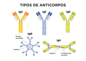Principais Diferenças entre IgG e IgM e Outras Imunoglobulinas ...