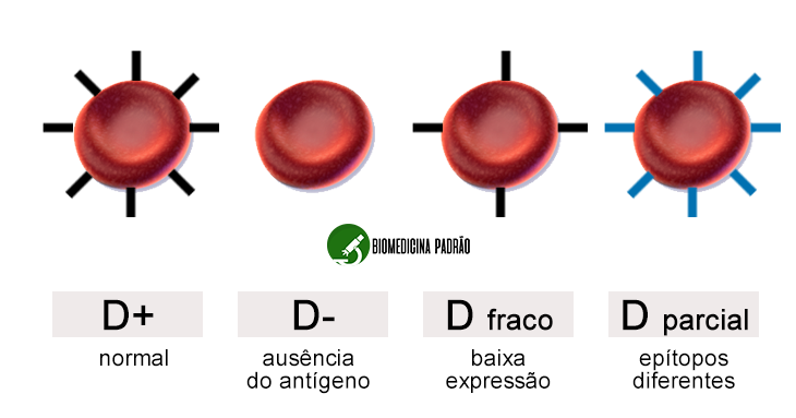 antigeno-d-fraco-forte-na-hemacia