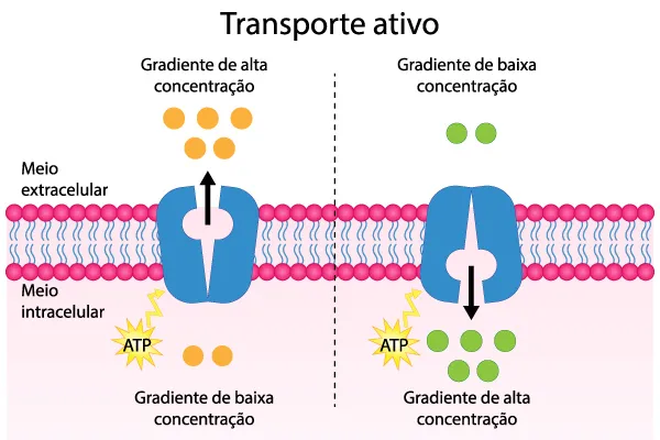 bomba-de-sodio-e-potassio-como-funciona-potencial-de-acao-biomedicina