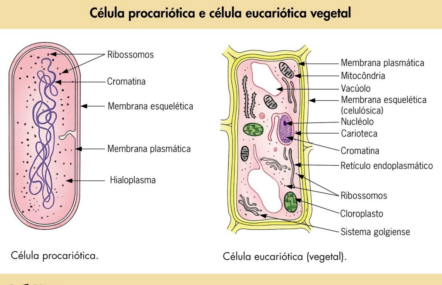 Diferenças entre Células Procariontes e Eucariontes: Estrutura ...