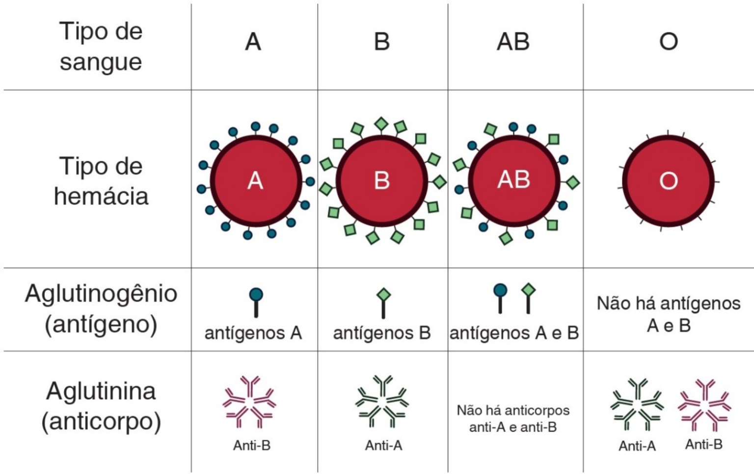 Sistema ABO e Fator Rh: Como Funciona a Tipagem Sanguínea e a ...