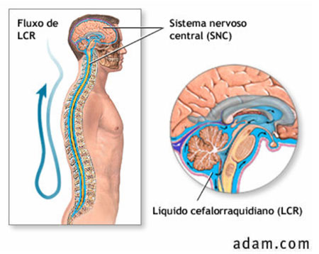lcr-liquor-exame-composicao-diagnostico-biomedicina