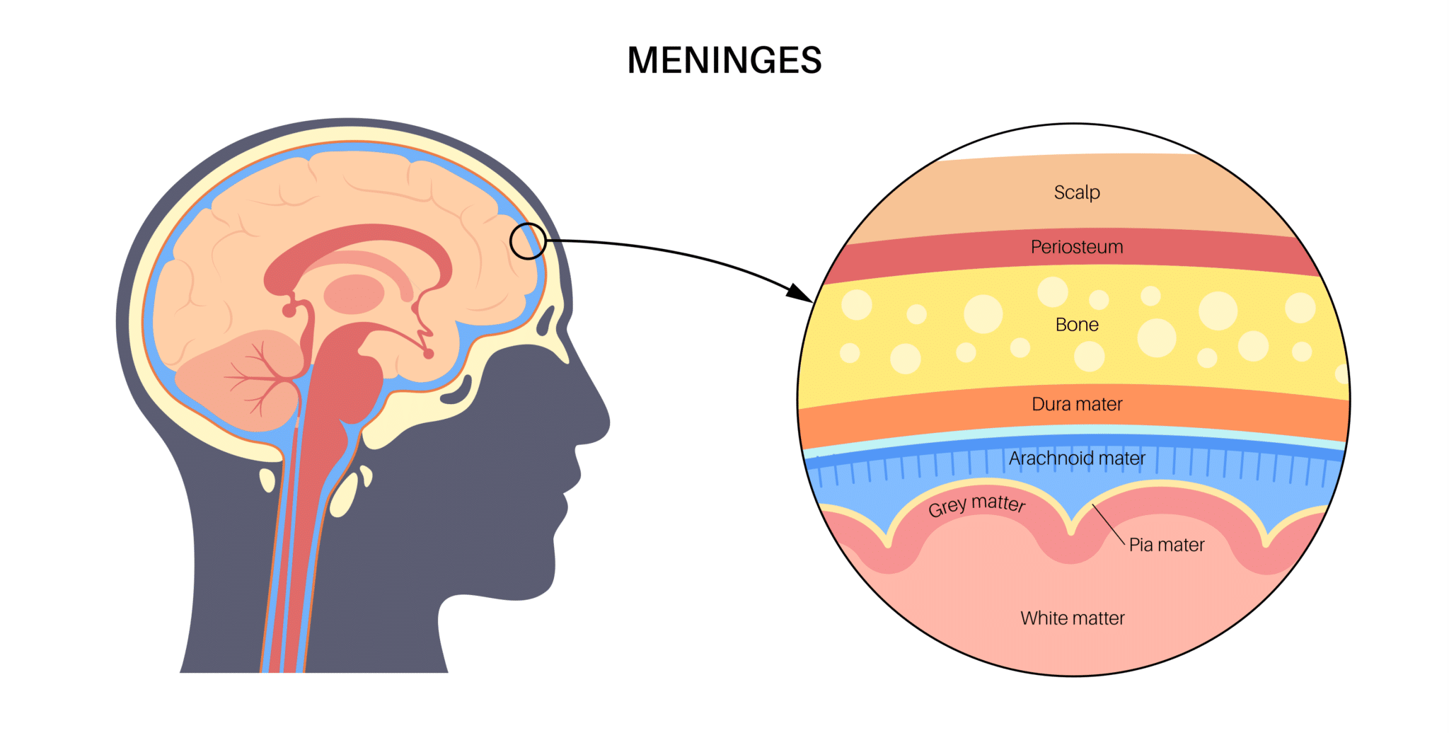 meninges-dura-mater-aracnoide-pia-mater-meningites-hemorragias-biomedicina